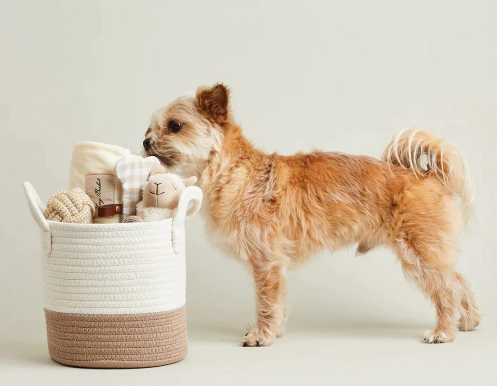 Eco-Friendly Products For Pets